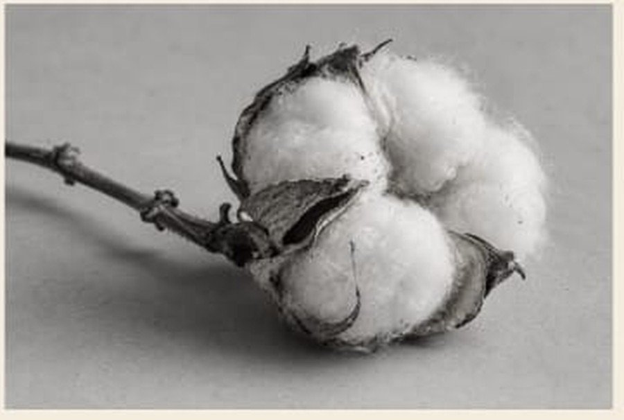 Cotton plant